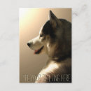 Suche nach heiser Schlittenhund