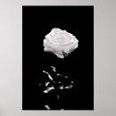 Suche nach rose schwarz poster Schön