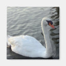 Suche nach schwan magnete See