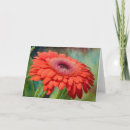 Suche nach gerbera blume karten Natur