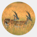 Suche nach gazellen aufkleber Antilope