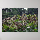 Suche nach leguane poster Tierwelt