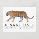 Suche nach bengalischer tiger postkarten Groß
