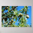 Suche nach die mandel poster Frucht