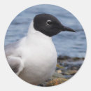 Suche nach gull aufkleber Vögel