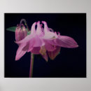 Suche nach columbine poster Flower