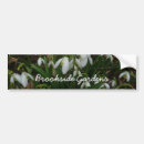Suche nach snowdrops Schneefall