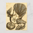 Suche nach kelp poster Seesterne