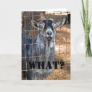 Suche nach ziege karten Albern