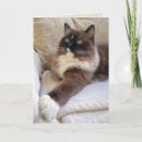 Suche nach ragdoll cat karten Kitty