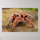 Suche nach spinne poster Tarantel