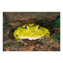 Suche nach wirbeltiere poster Wildtiere
