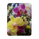 Suche nach orchideen magnete Rosa