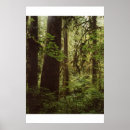 Suche nach olympische halbinsel poster Wald
