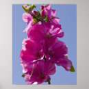 Suche nach malve poster Natur