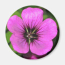 Suche nach pelargonie Mit blumen