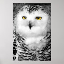 Suche nach raubvogel poster Feder