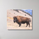 Suche nach bison leinwandbilder Amerikanisch