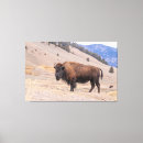 Suche nach bison leinwandbilder Wildtiere