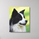 Suche nach collie leinwandbilder Tier