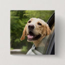 Suche nach labrador buttons Welpe