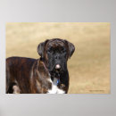 Suche nach boxer dog poster Stehend