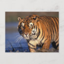 Suche nach bengalischer tiger postkarten Säugetier