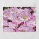 Suche nach primel postkarten Gelb