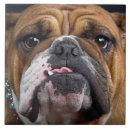 Suche nach bulldog fliesen Hundefreund