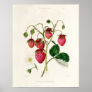 Suche nach erdbeere poster Frucht