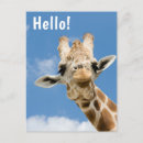 Suche nach niedliche giraffe postkarten Hallo