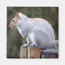 Suche nach squirrel magnete Niedlich