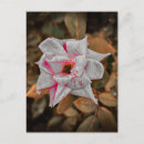 Suche nach blaß postkarten Blasse rose
