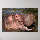 Suche nach hippopotamus poster Africa