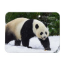 Suche nach panda große karten China