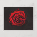 Suche nach rote rose postkarten Romantik