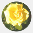 Suche nach gelbe rose aufkleber Für sie