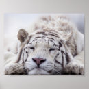 Suche nach white tiger poster Große katze