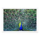 Suche nach pfau foto poster Vögel
