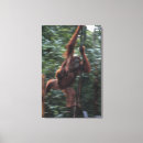 Suche nach orang utan baby poster Wild lebende tiere