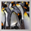 Suche nach junger vogel poster Tier