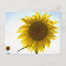 Suche nach gelbe karte postkarten Landwirtschaft