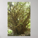 Suche nach banyan tree poster Bäume