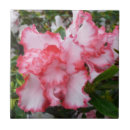 Suche nach doppeltes fliesen Blume