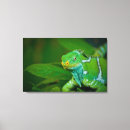 Suche nach leguane leinwandbilder Natur