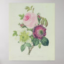 Suche nach anemone poster Rose