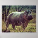 Suche nach hippo poster Afrika