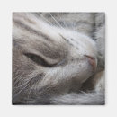 Suche nach pinkeln magnete Katze