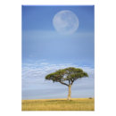 Suche nach akazienbaum poster Masai mara nationalpark