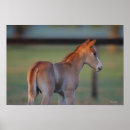 Suche nach quarter horse poster Foto